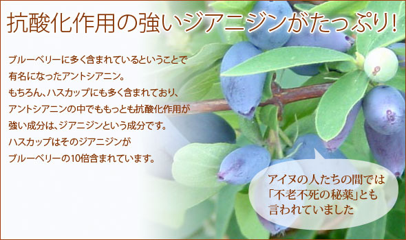 �n�X�J�b�v�]��